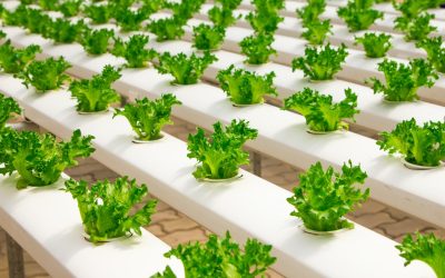Hydroponic Garden Indoors: What to Know