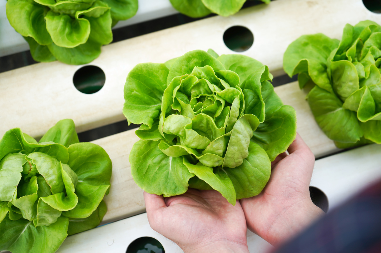 Image showcasing Hydroponic Gardening for Beginners: How to Get Started