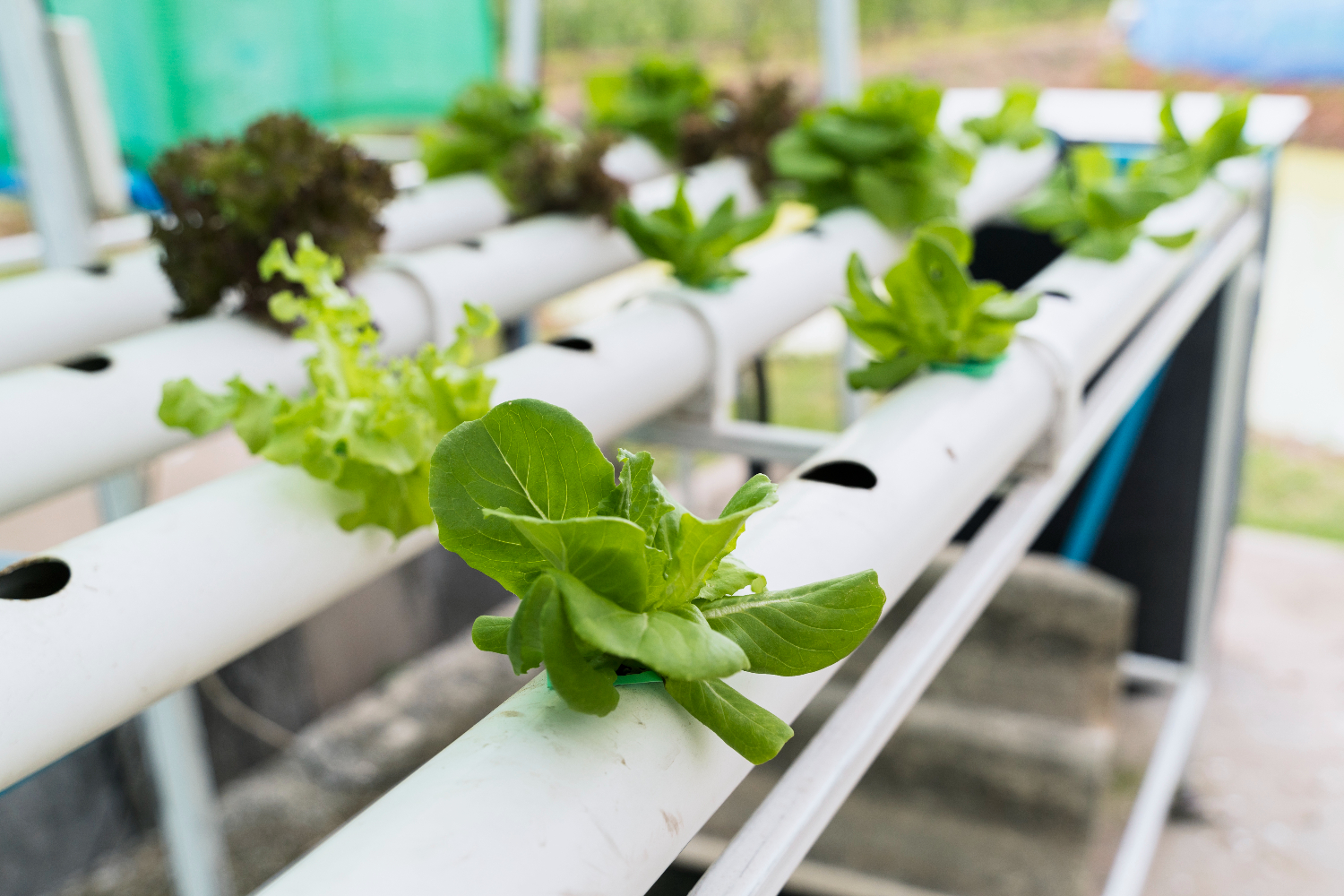 How Hydroponic Growing Works (Even in Apartments!)- GG Hydro & Nursery ...