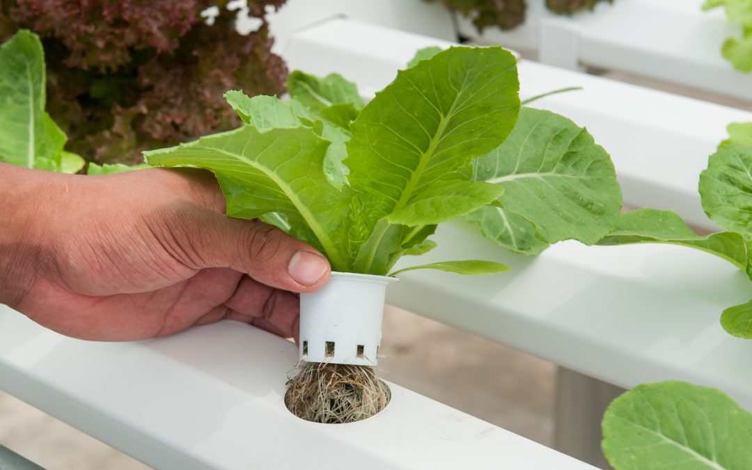 A hand holds a young lettuce plant with roots in a hydroponic system.