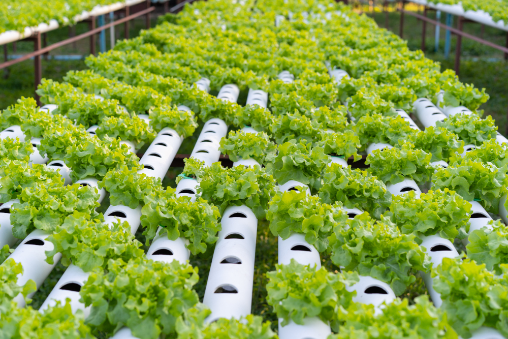 Rows of green lettuce growing in white hydroponic tubes in an outdoor garden setting.