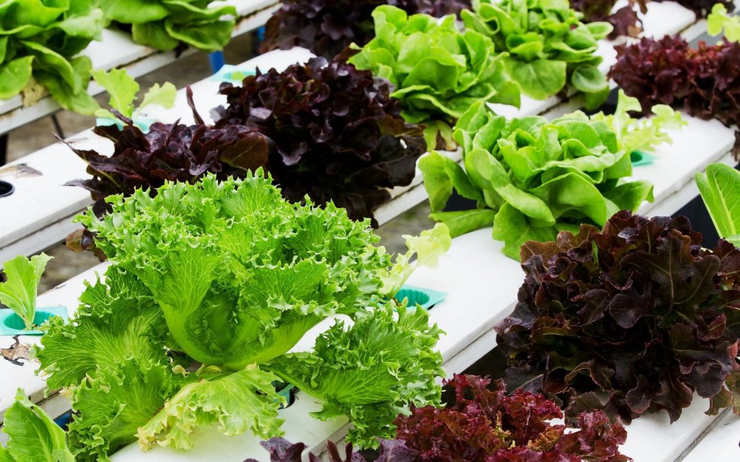 Various types of leafy lettuce growing in a hydroponic system with white channels and green plants.