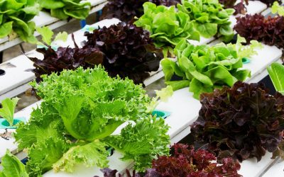 Maximizing Yield: Tips From Hydroponic Growing Consulting Experts