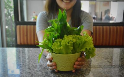 Beginner Hydroponics at Home: A Simple Roadmap From First Setup to First Harvest With Expert Guidance