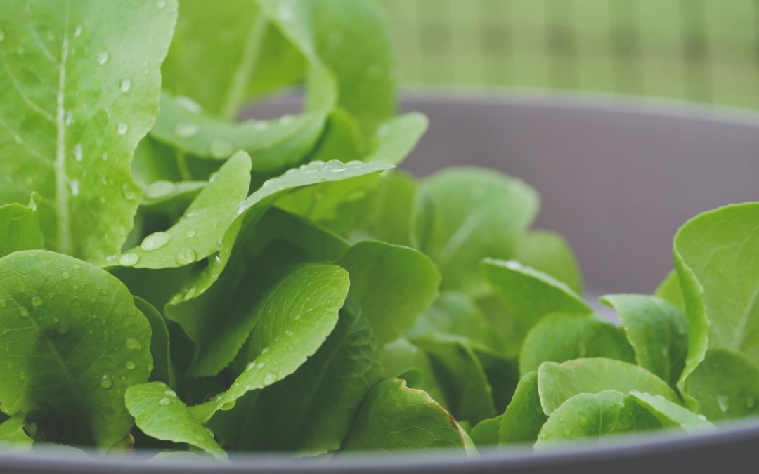 Close-up of fresh green lettuce leaves with water droplets in a gray bowl.