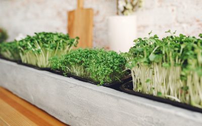 What Beginners Need to Start an At-Home Hydroponic Garden