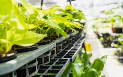 How to Choose the Right Hydroponic System for Your Space and Growing Goals