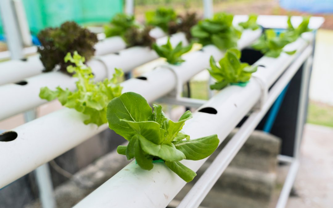 Hydroponic lettuce and leafy greens growing in white plastic pipes in a greenhouse setting.