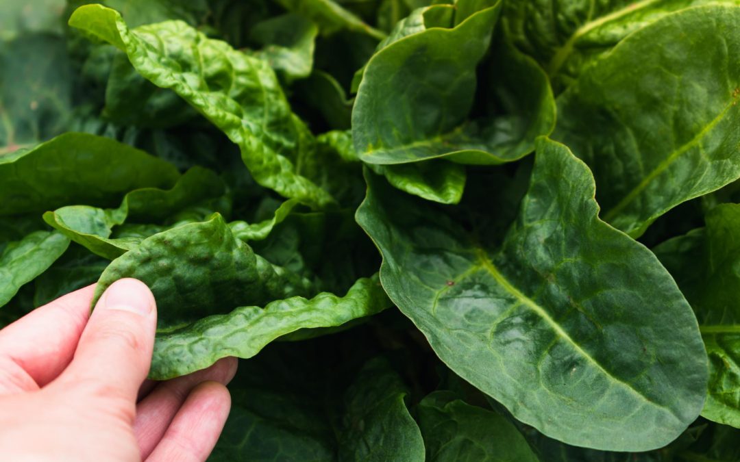 A hand holding a fresh spinach leaf.