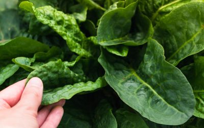 Nutrient Deficiencies in Hydroponics: How to Recognize and Address Common Plant Problems